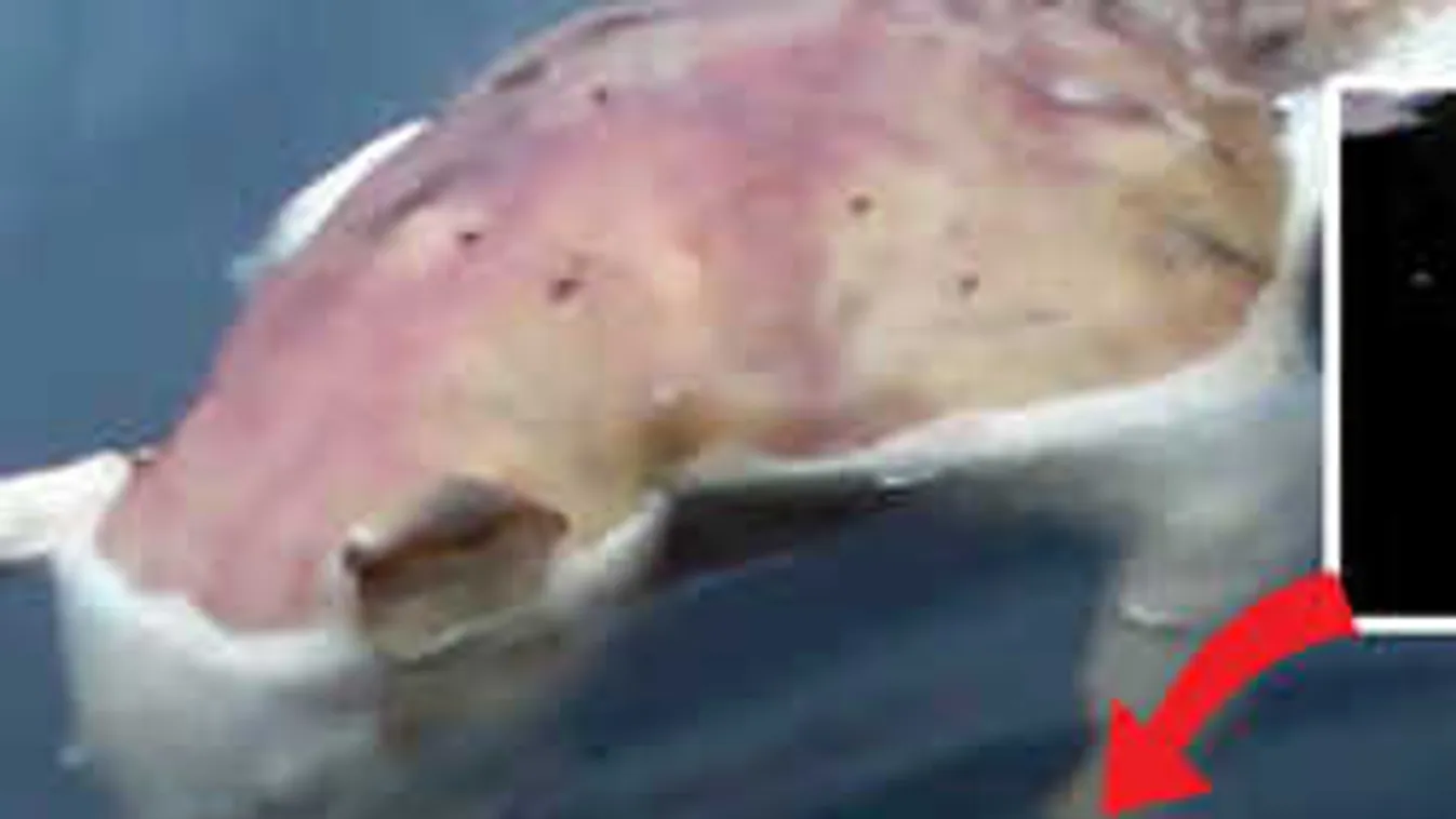 Ez rémisztő, disznófejű, emberkezű mutánst videóztak egy tóban