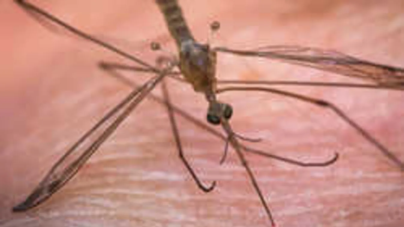 Kezdődik a szúnyogszezon! Így védekezz a vérszívók ellen