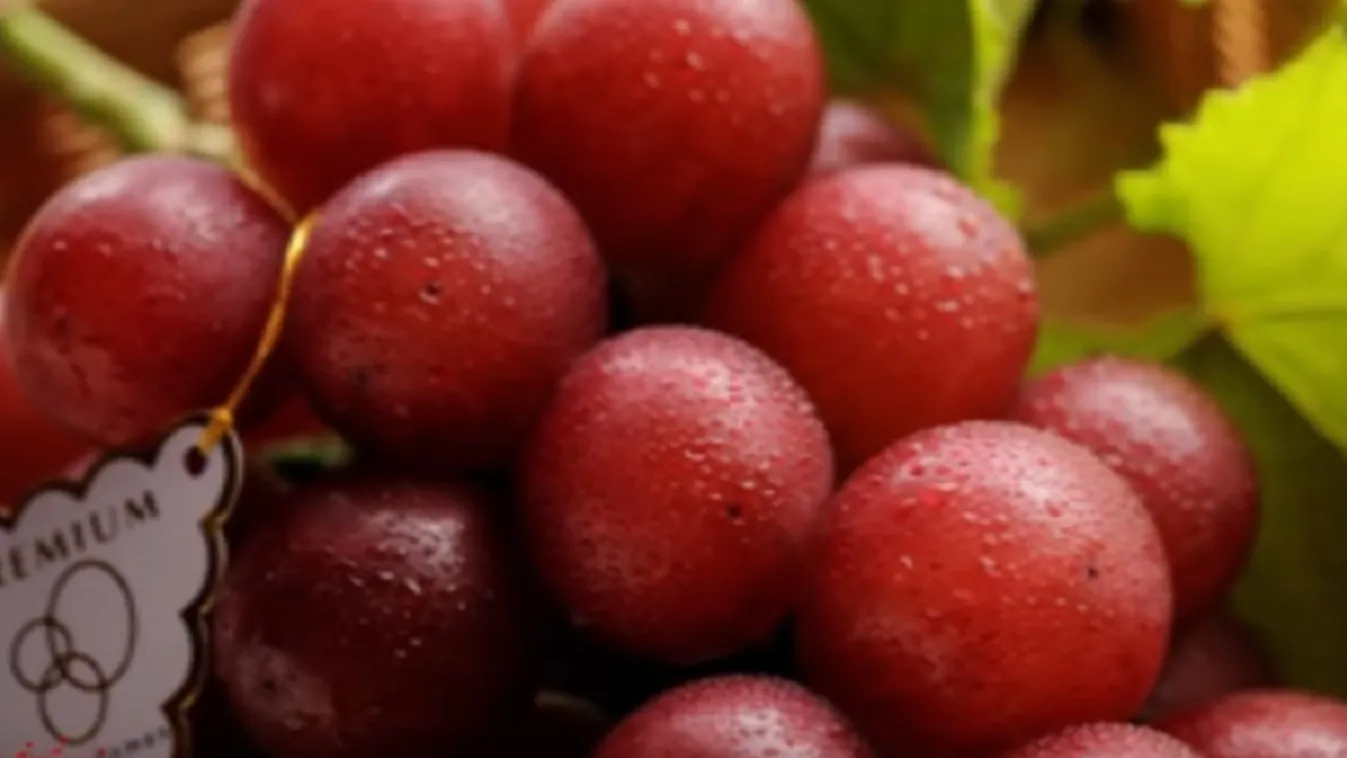 10 kihagyhatatlan borterasz a nyárra Almáditól Badacsonyig