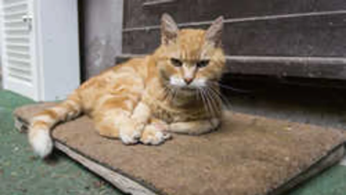 Példátlan összefogás Paudits Béla árván maradt cicájáért