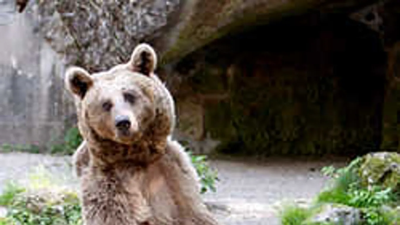 Már hőkamerás helikopterrel keresik a kóborló medvét