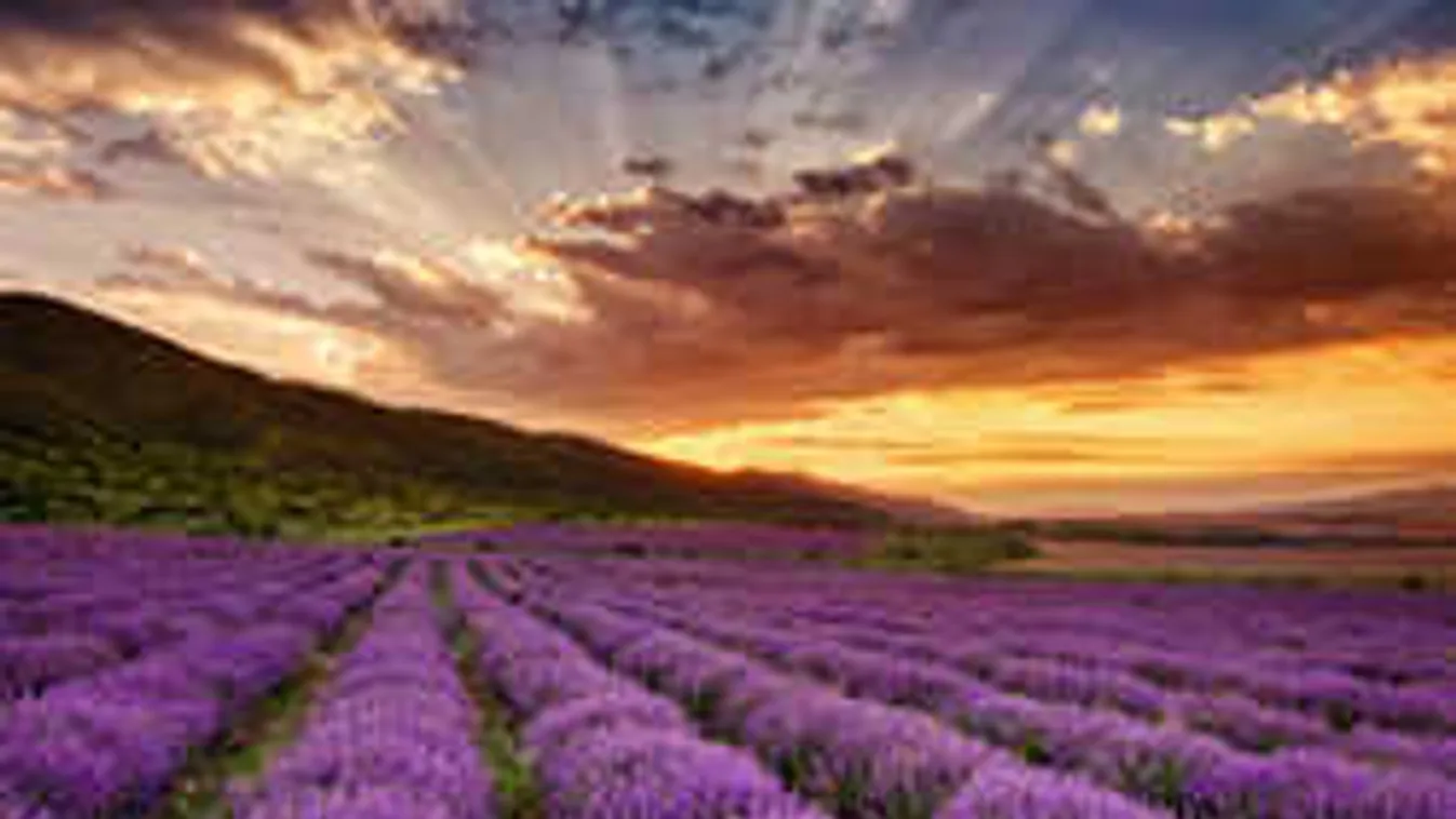 Éljen a levendula! Hihetetlen, de erre is használhatod