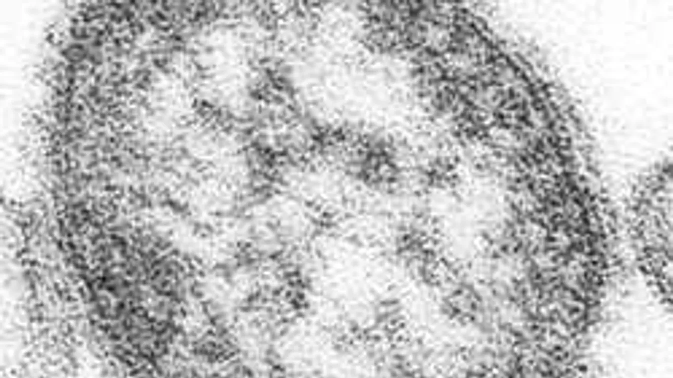 Aggasztó hír jött: a magyarok kedvenc üdülőhelyén is megjelent a fertőzés