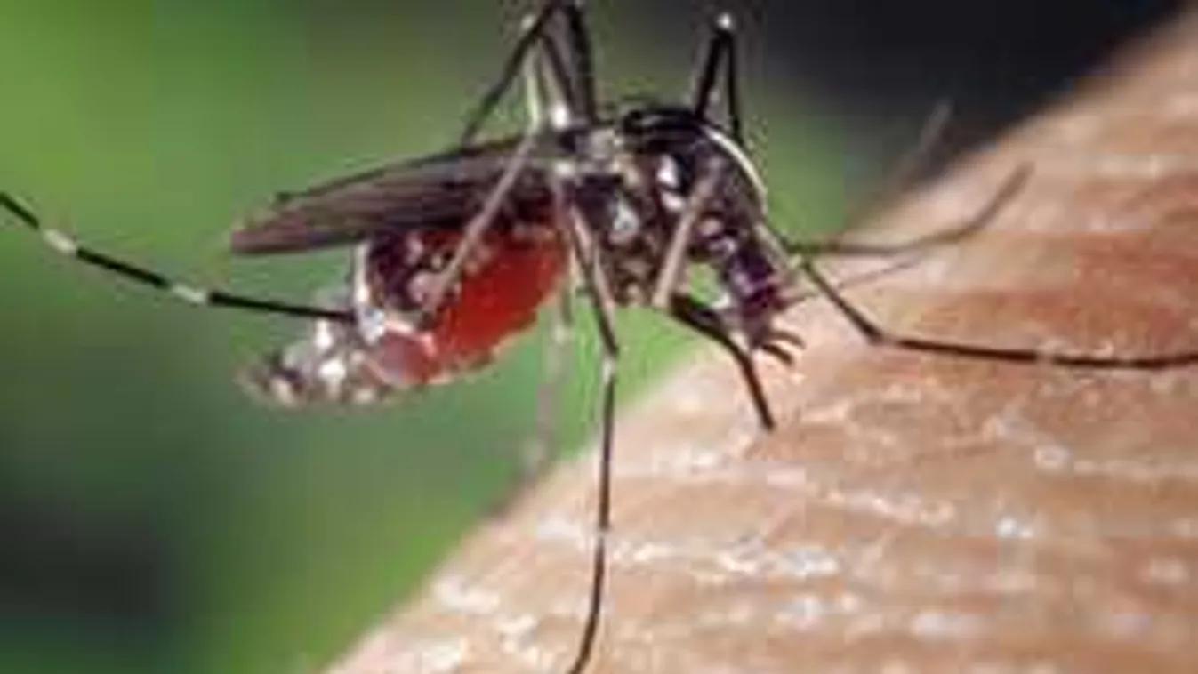 Ilyen még nem volt: szúnyog csípte meg a tinit, ezután jött a baj