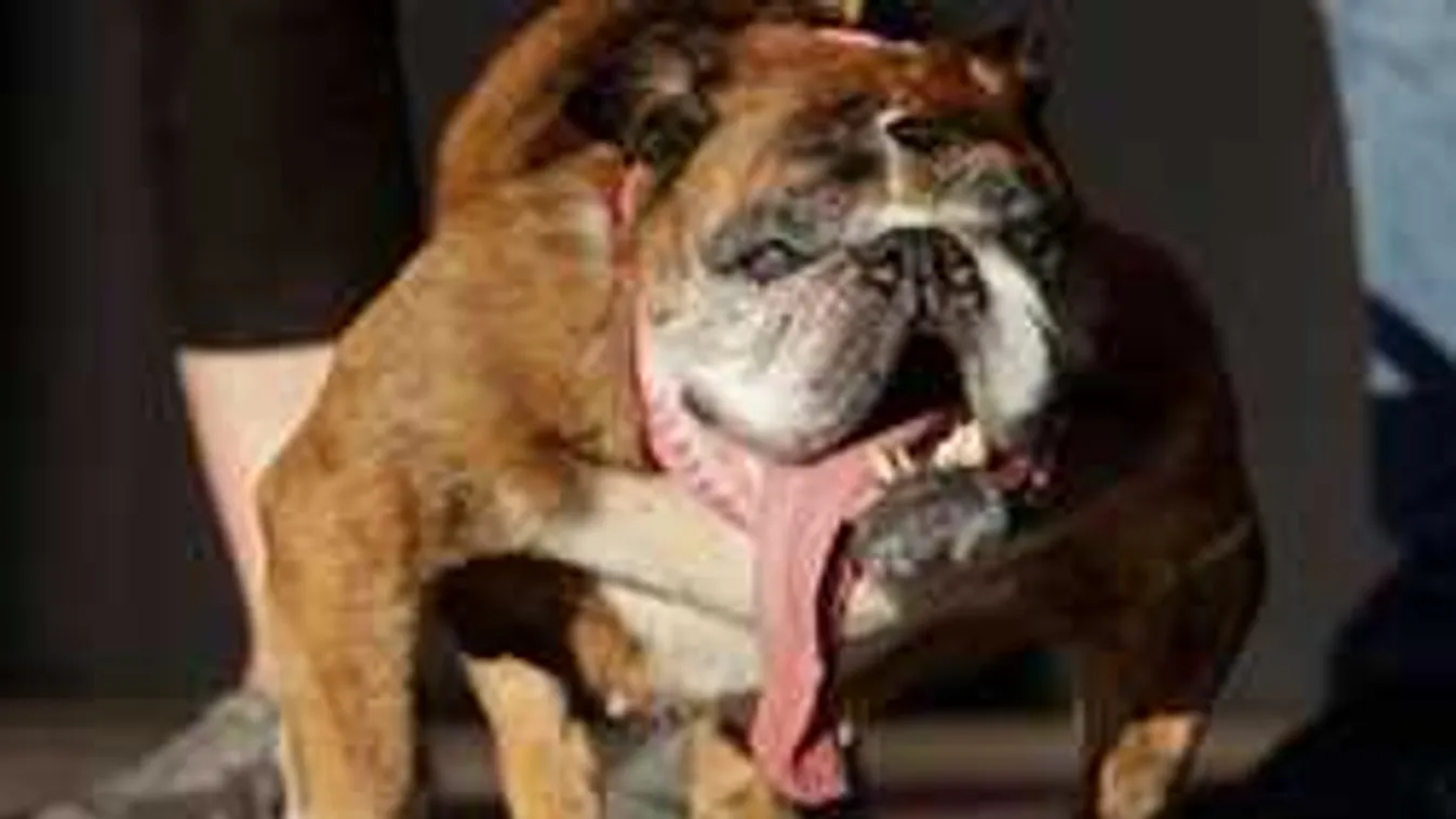 Mutatjuk a világ legrondább kutyáját, Zsazsát!