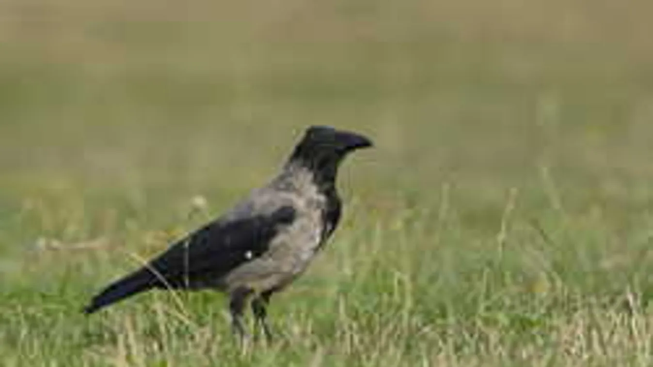 Kiderült, miért tud pecázni a varjú