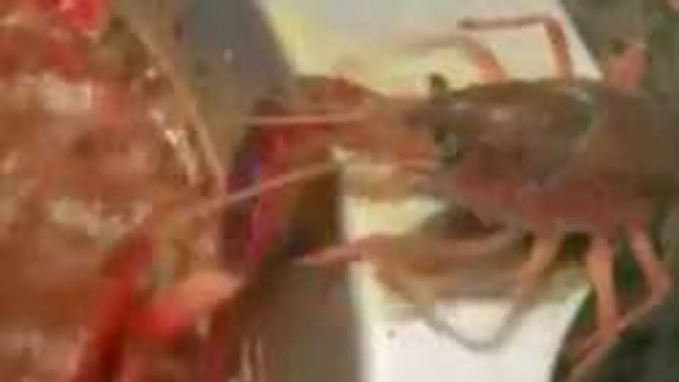 Döbbenetes jelenetet videóztak egy kínai étterem konyháján