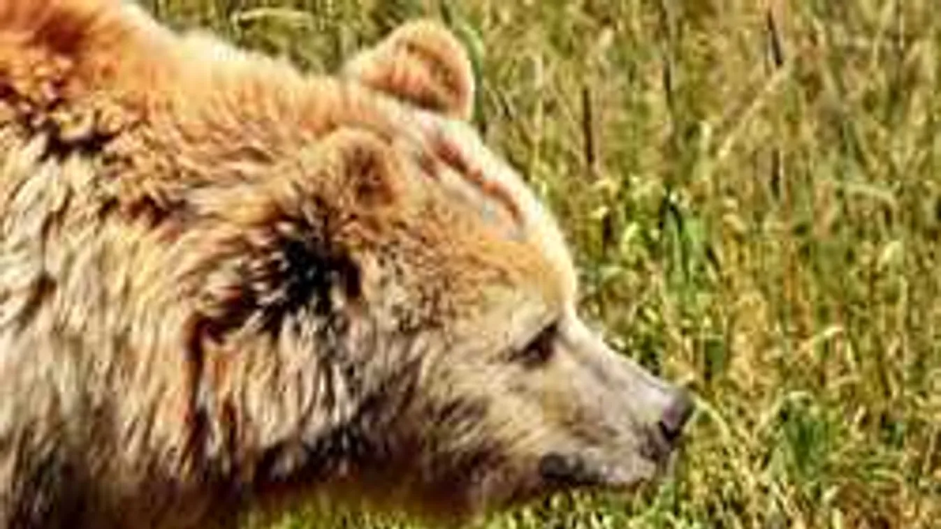 Medvéket hajszol Heves megye, idő kérdése, és Pesten is kukáznak