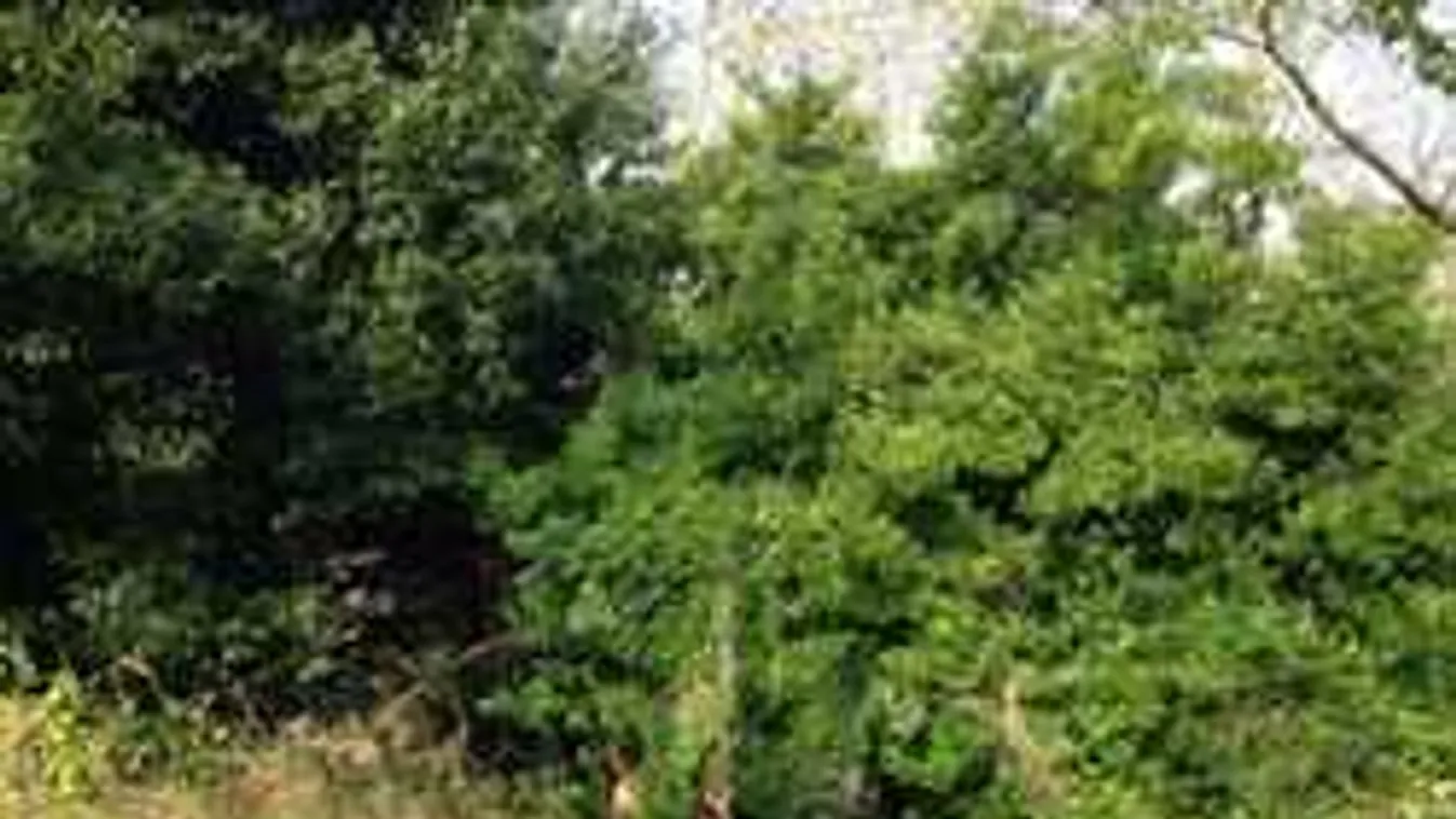 Bokorba rángatta, majd ájultra erőszakolta a családanyát a kegyetlen férfi