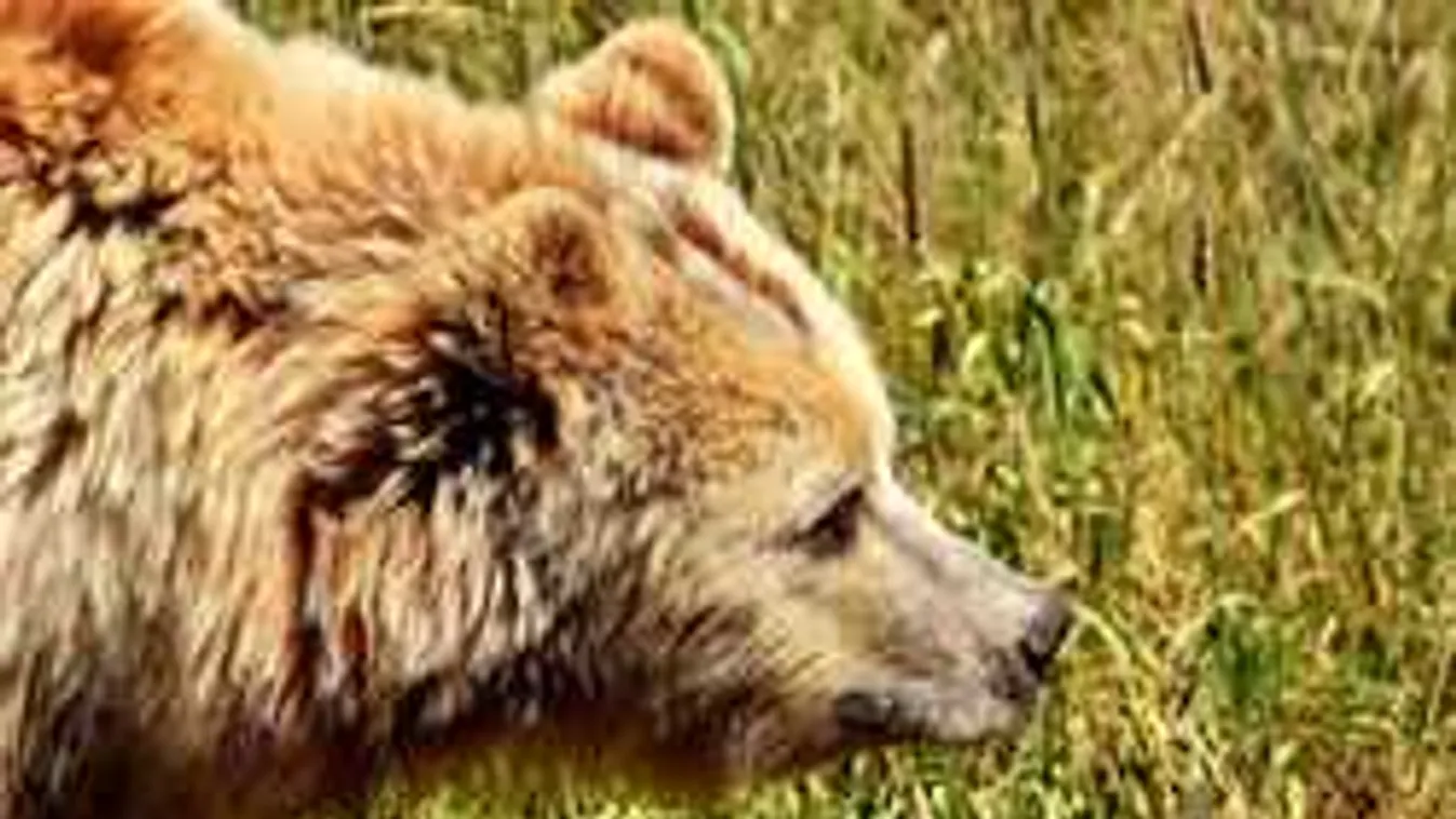 Figyelmeztetés: Fokozott medveveszély a magyar nemzeti parkban