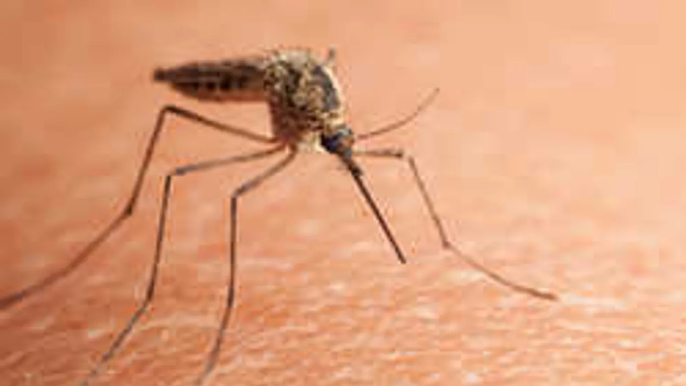 Támadnak a szúnyogok, védekezz házilag készült olcsó szerrel