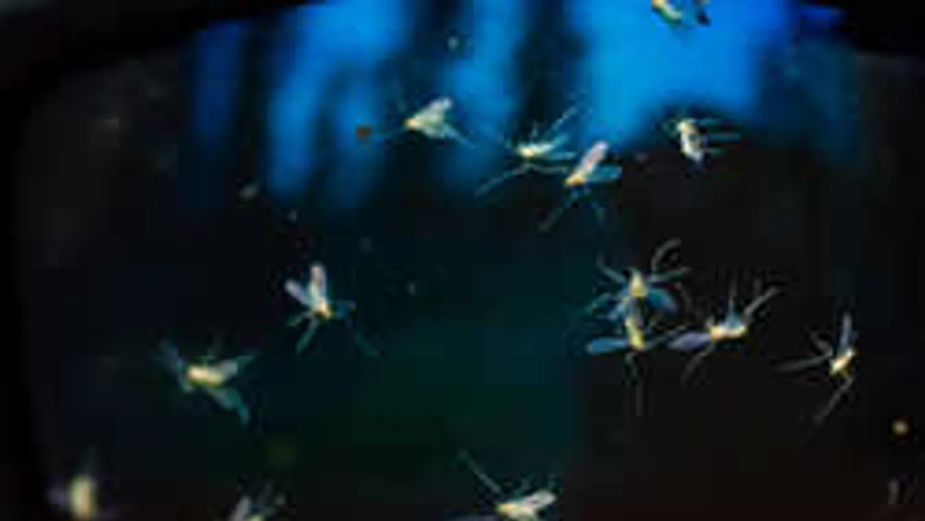 Kiderült, miért van ennyi muslica - ami nem is muslica!