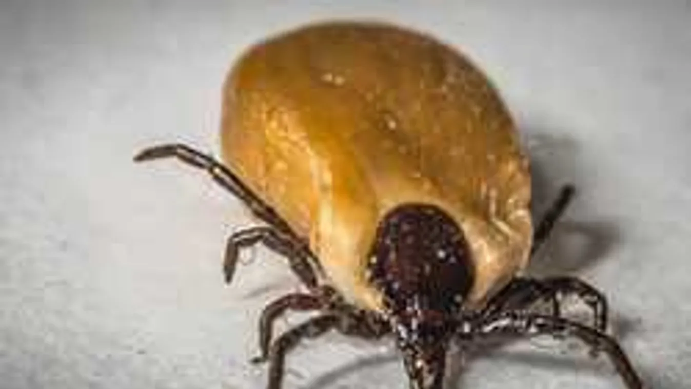 Mediterrán lázat terjesztő kullancsfaj tűnt fel a szomszédban