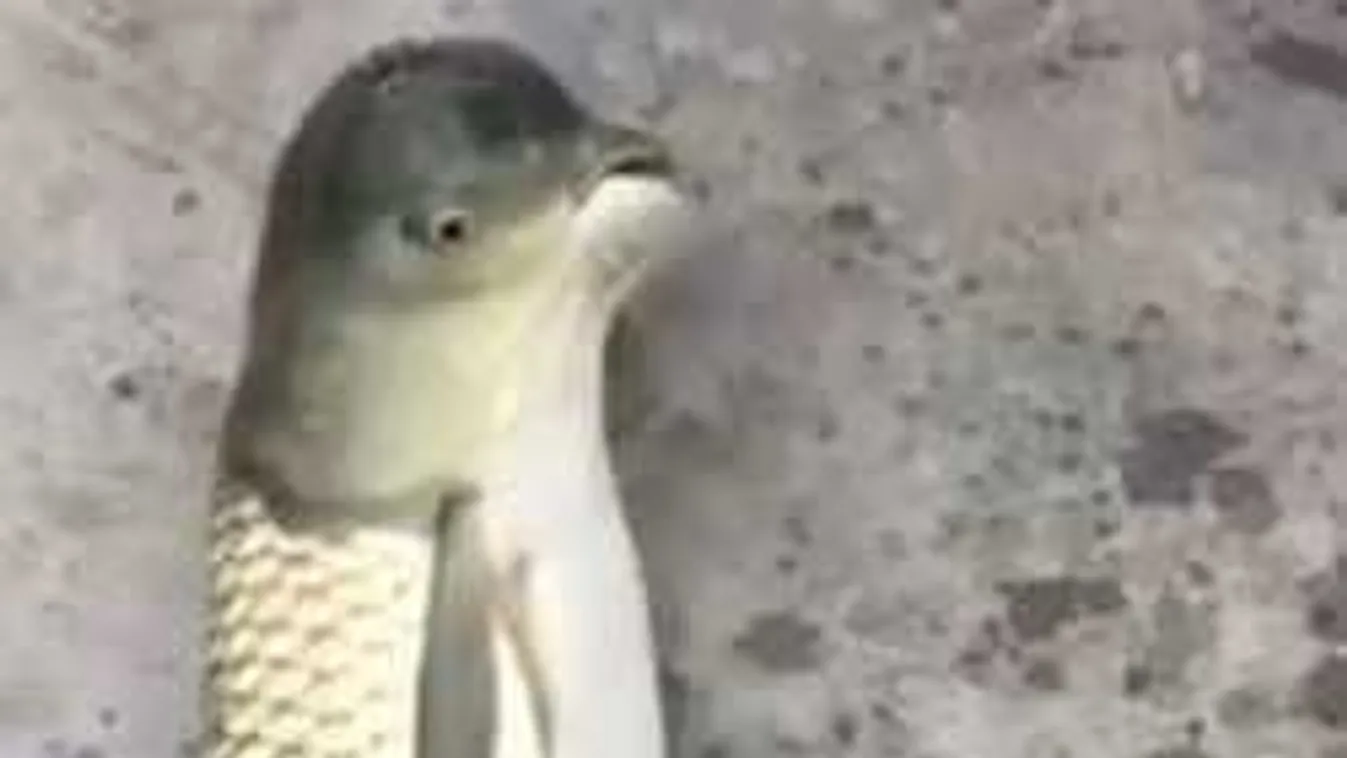 Sokkot kapott a horgász, amikor meglátta, mi akadt a horgára