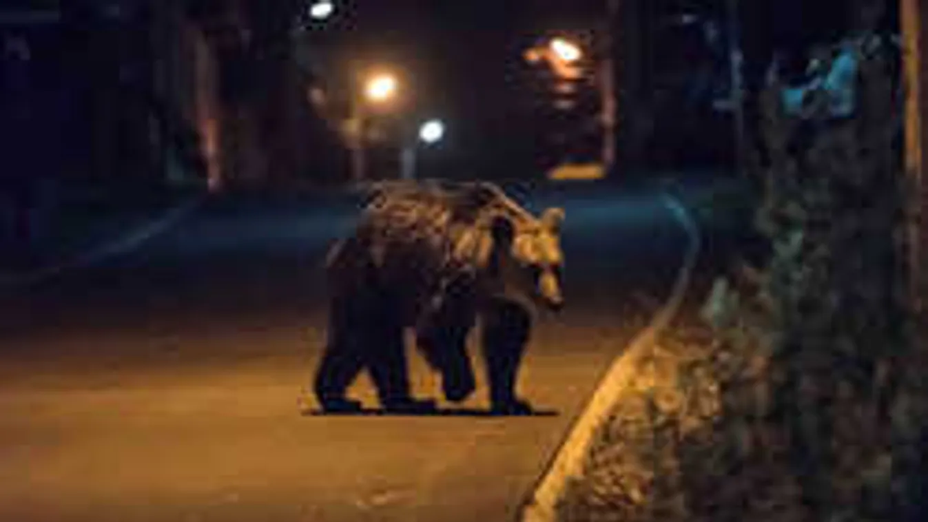 Az semmi, hogy ideszoktak a medvék, már a szalakóták is itt ólálkodnak