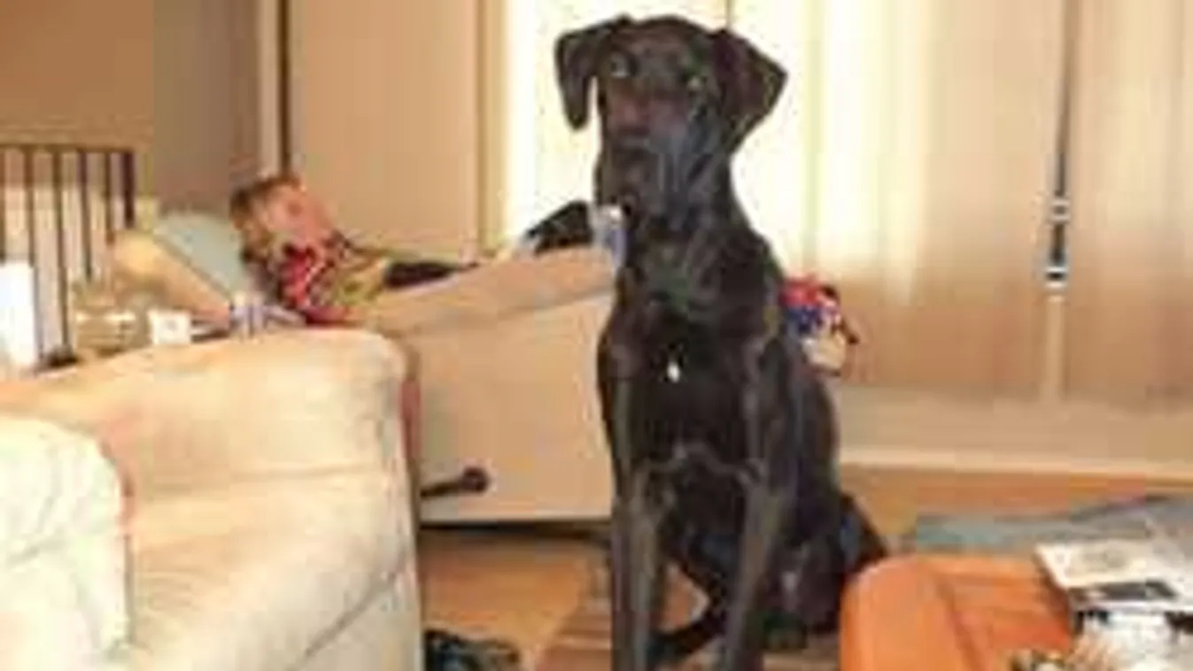 Megkönnyezte a gazdi, amikor megjelent halott kutyája szelleme