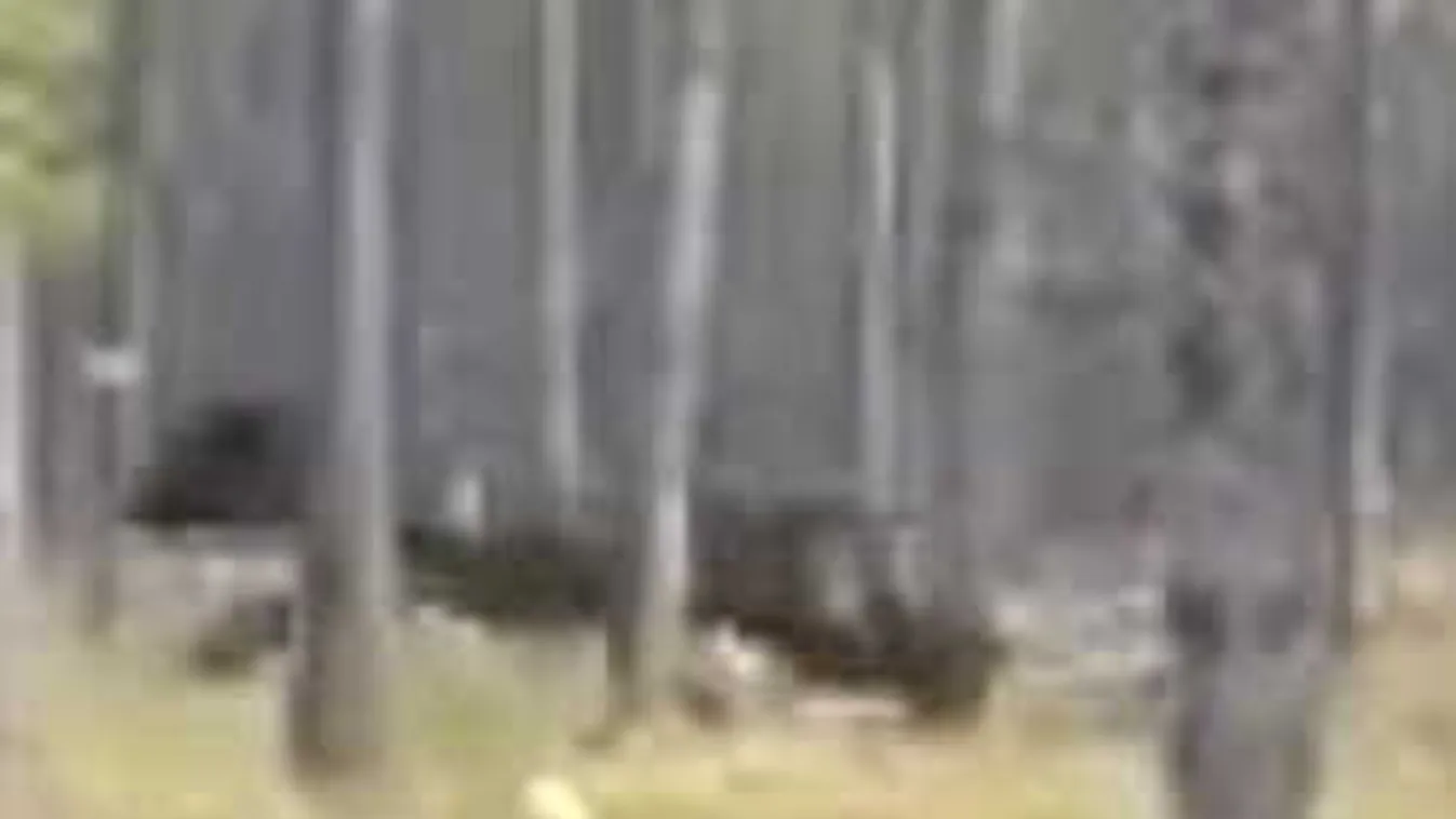 Kutyát sétáltatni indult az erdőbe, szörnyű, ami ezután történt