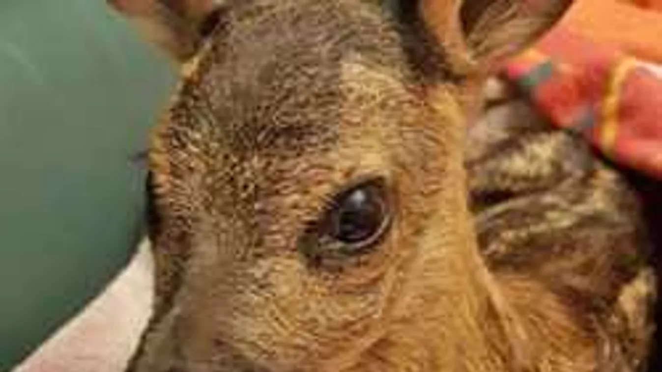 Így táplálják a megmentett őzgidácskát