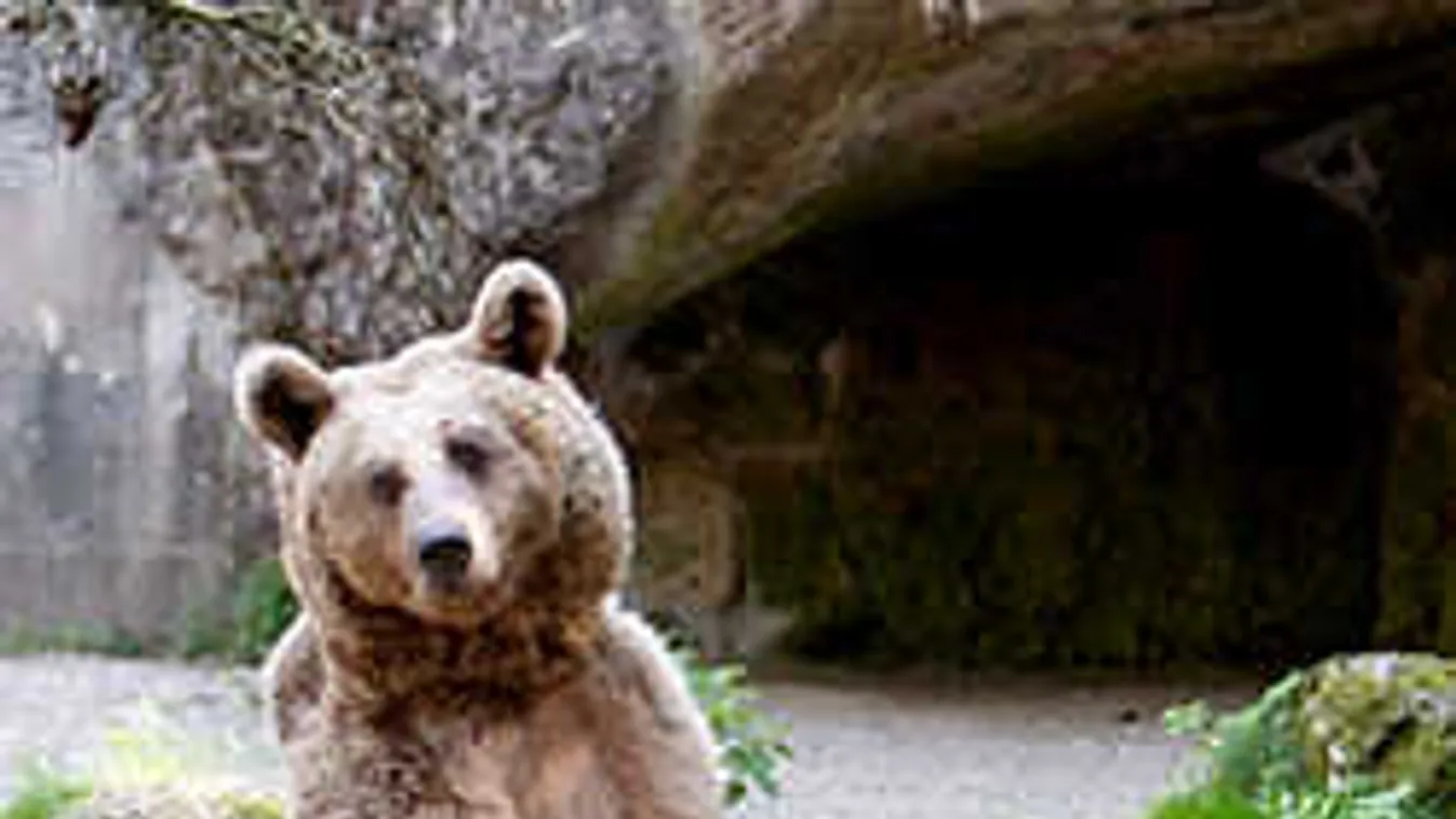 Beköltöztek a medvék Magyarországra