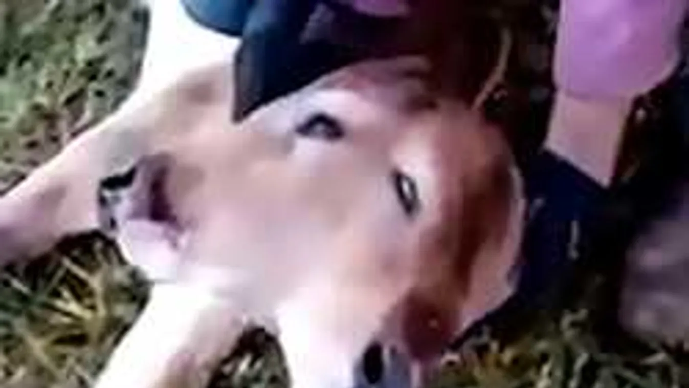 Rémálom, olyat videóztak egy istállóban, amit sose lett volna szabad