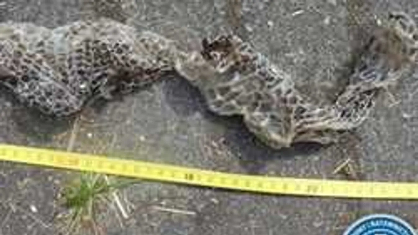 Óriási éhes piton tartja rettegésben a lengyel főváros környékét