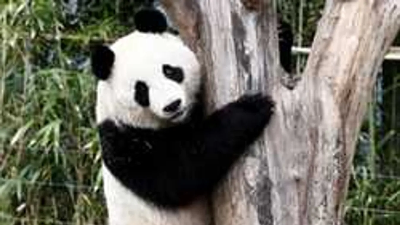 Az óriáspandák is megsínylik  a kánikulát