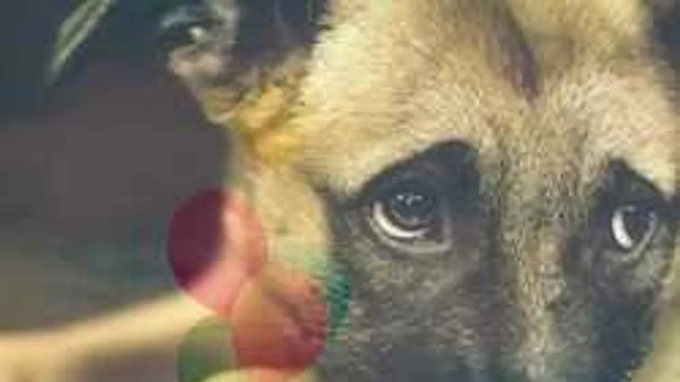 Állatbarátok, figyelem: jótékonysági kutyafesztivál lesz Budapesten