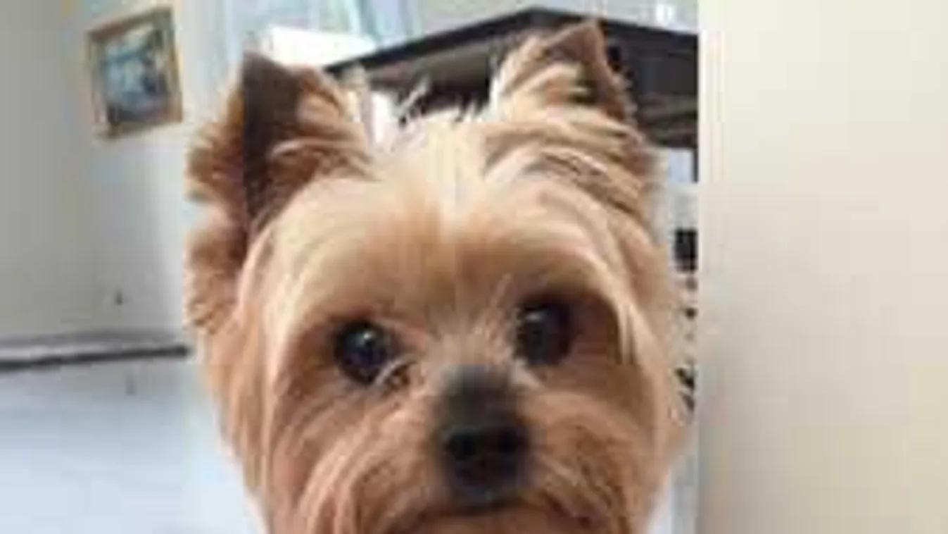 Kamaszfiú lőtte le a díjnyertes kutyát Nagyréven