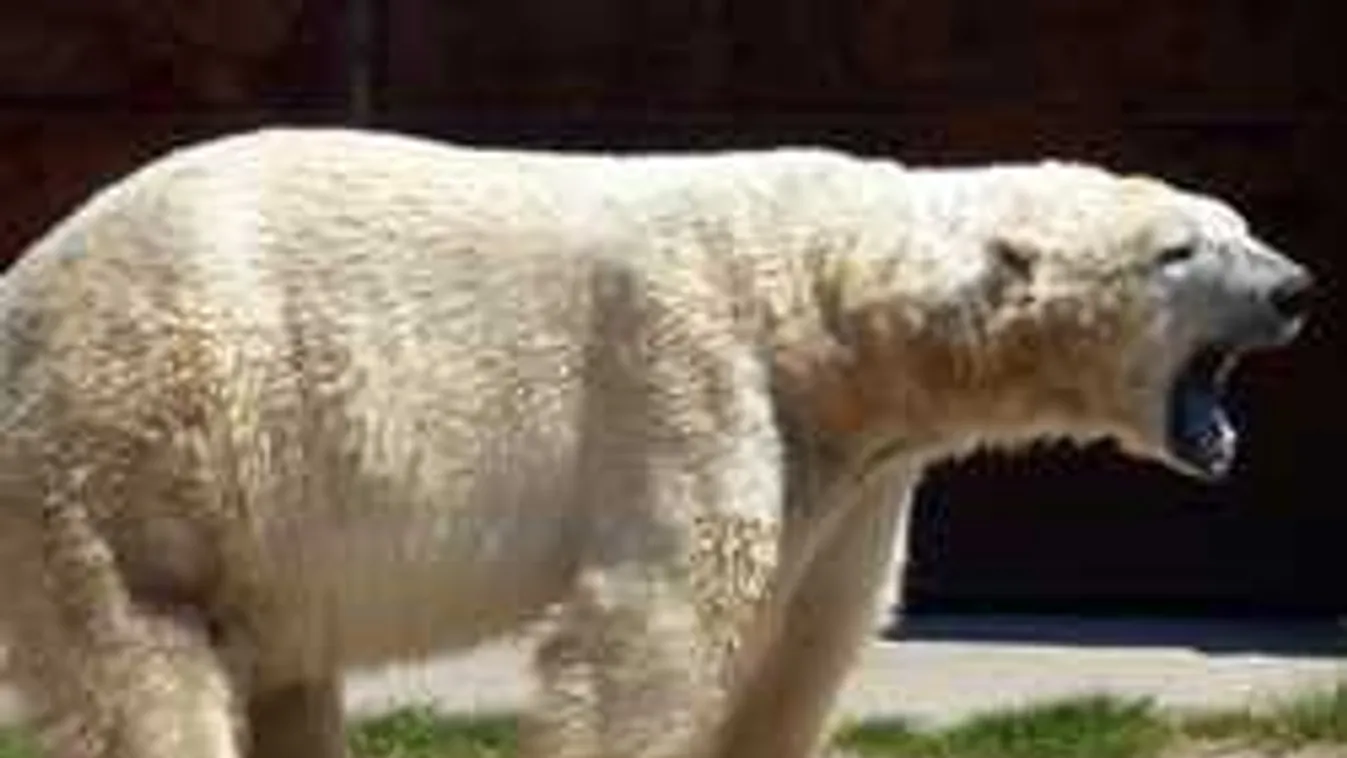 Brutális medvetámadásról jött hír, szokatlan helyen történt tragédia