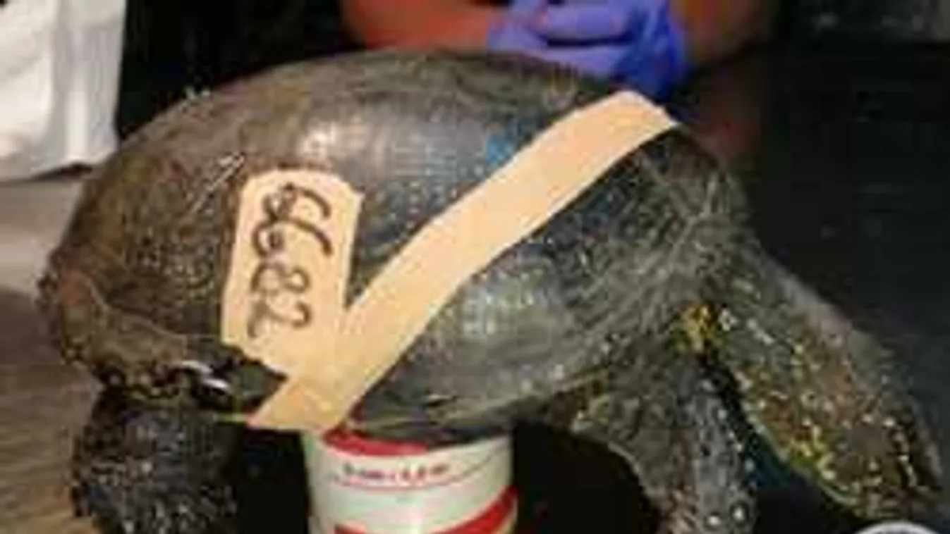 Ilyen nincs, nézd, mit tettek a mocsári teknős páncéljával