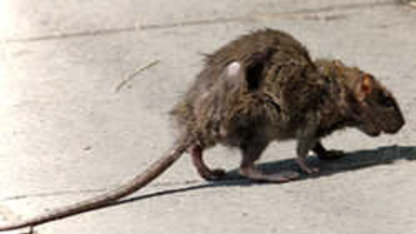 Megvan, miért nincs ingyenes patkányirtás a fővárosban!