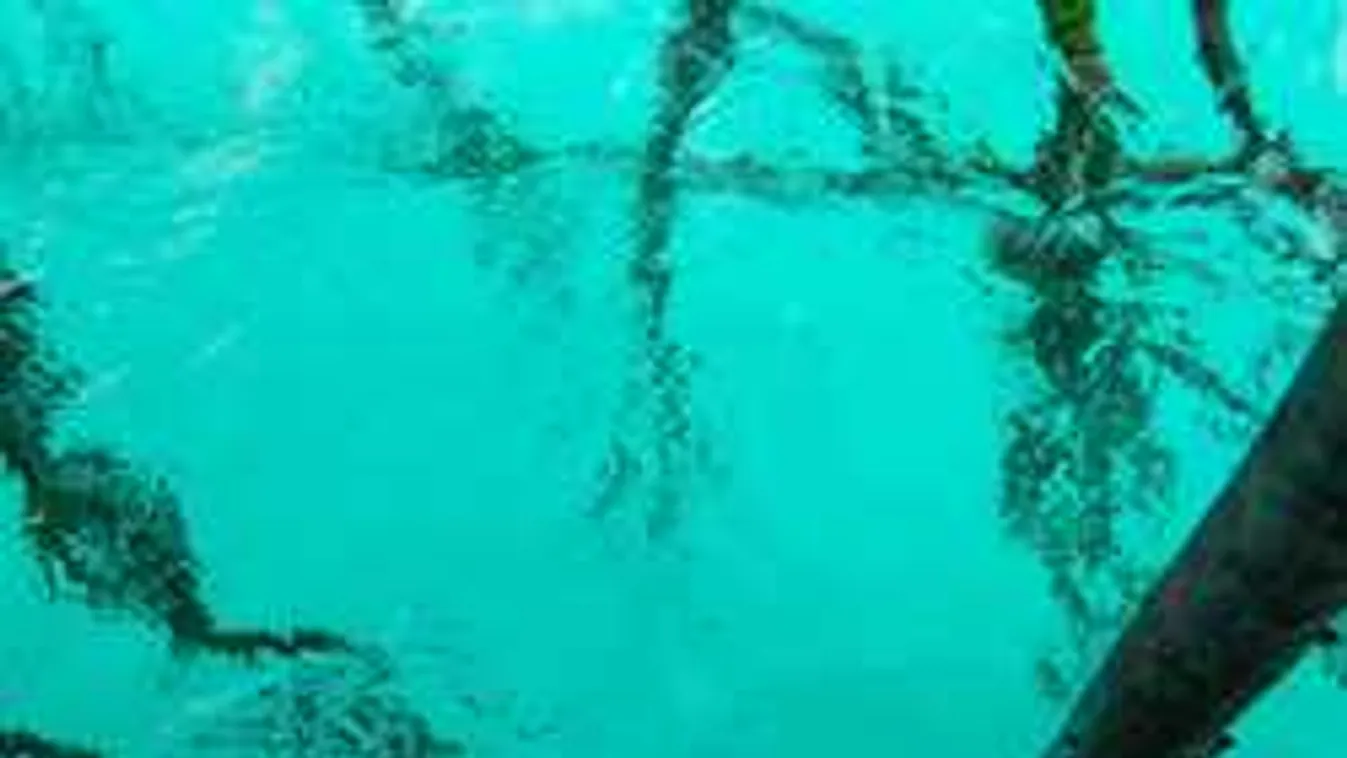 Borzalom a medencénél: öngyilkosságot követett el a 21 éves Dávid