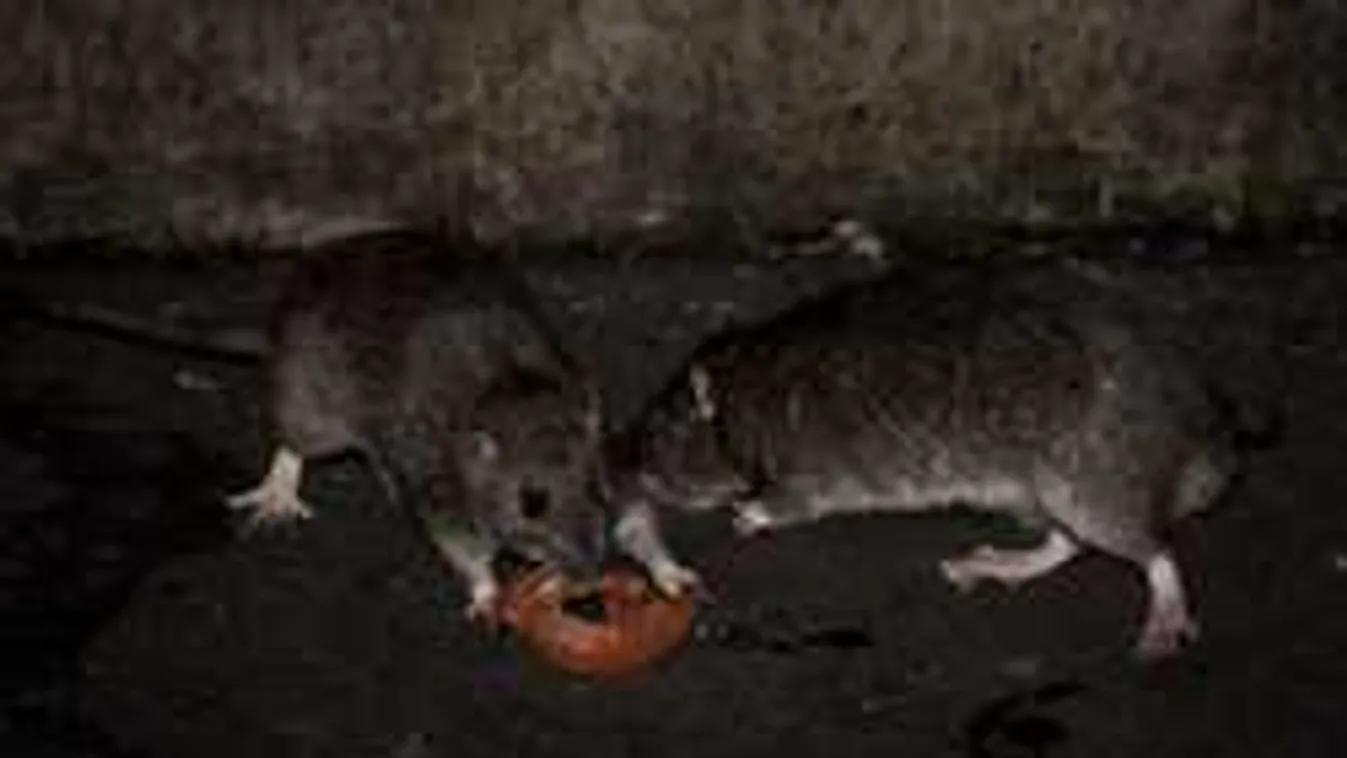 Jogosan panaszkodnak a rettegő lakók, mégsem intézkedik senki