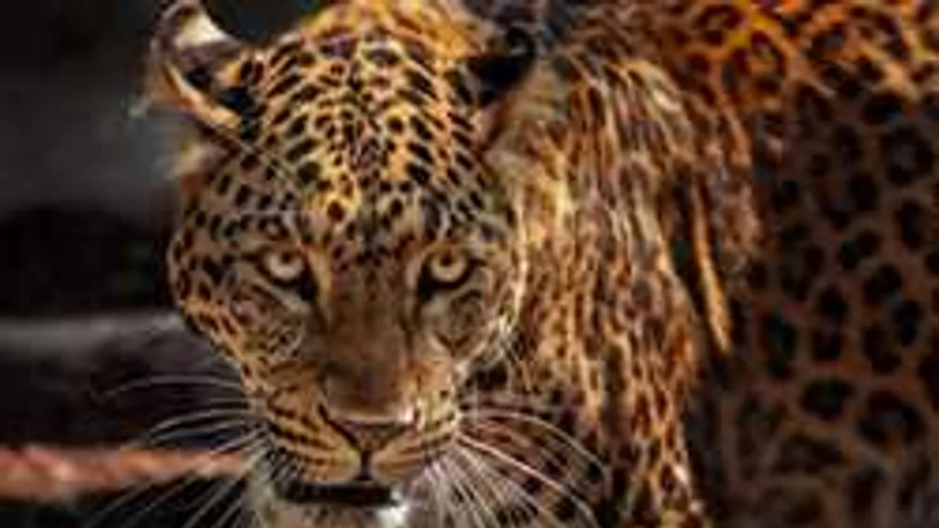 Vérfürdőt rendezett egy jaguár az állatkertben, sosem történt még ilyen tragédia