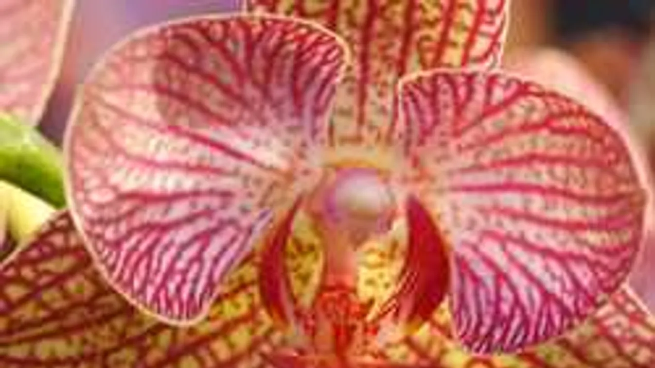 Vaginaáradatot zúdított rajongóira az énekesnő, dagad a botrány