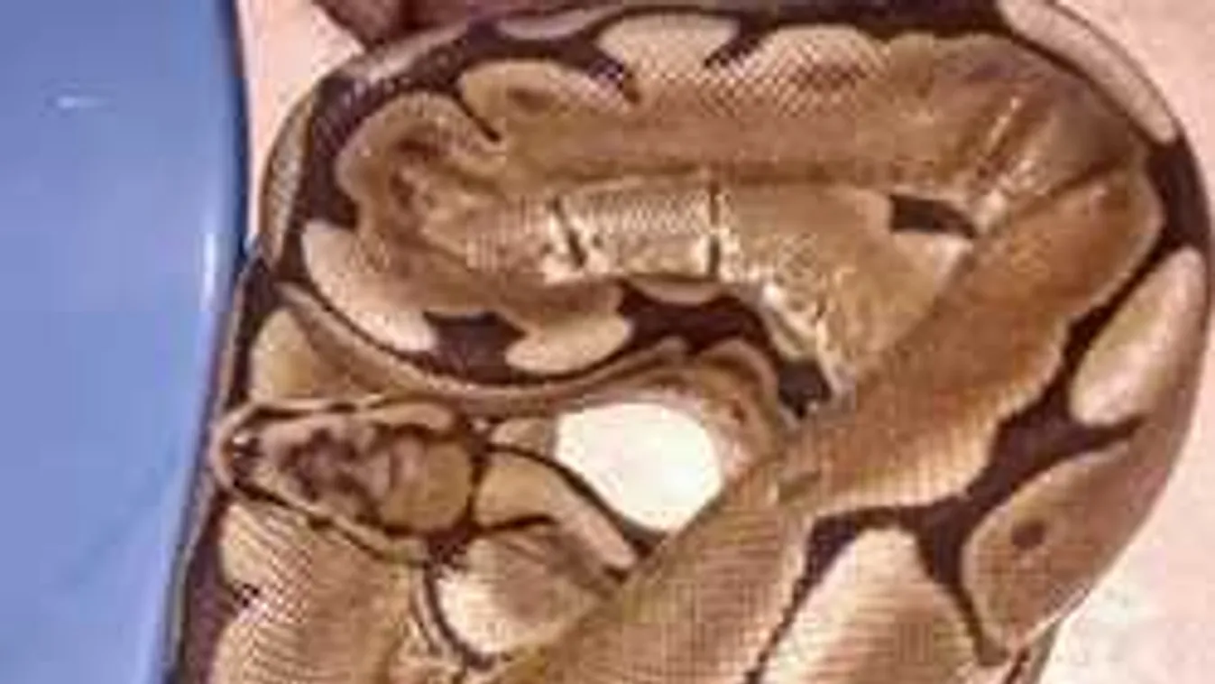 Ébredés utáni sokk, szörnyű, mi feküdt a fiatal nő ágyában