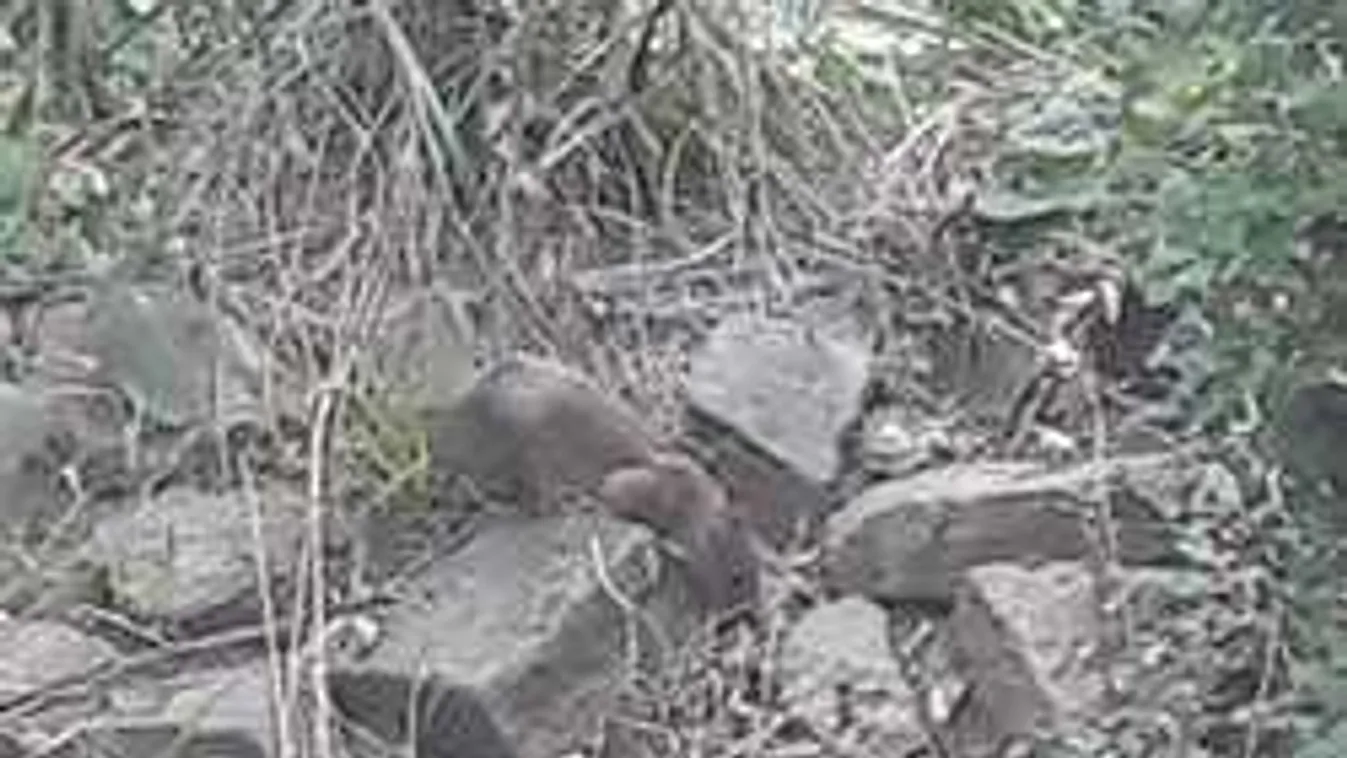 Pokollá vált az élet a magyar panelben, tehetetlenek a lakók