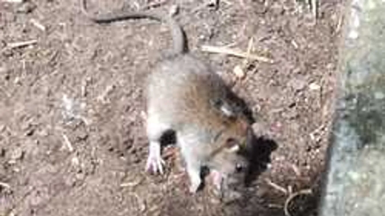 Kritikus fordulat a budapesti patkányinvázió ügyében