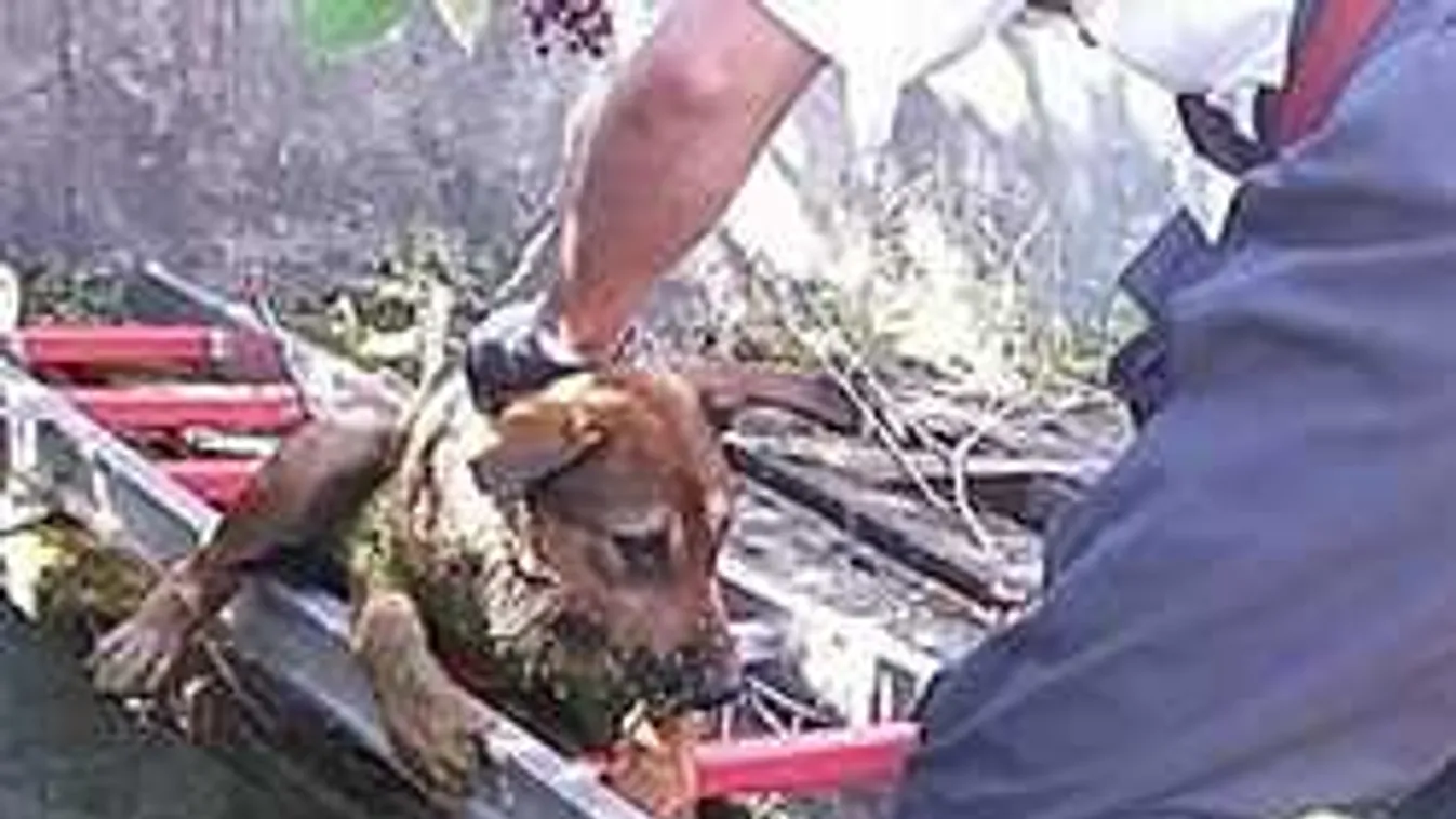 Drámai jelenet Tokodon, tűzoltókat riasztottak a vízaknához - fotók