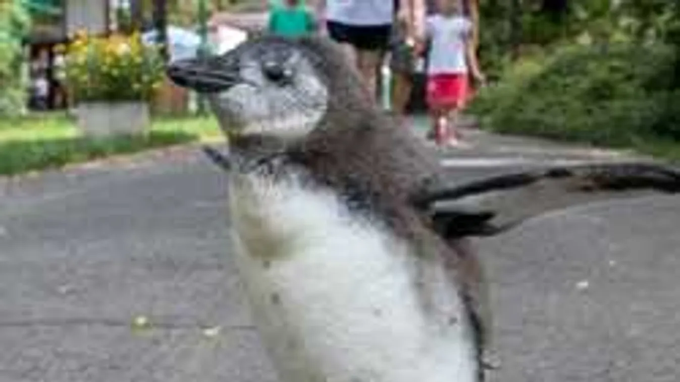 Váratlan vendéggel találkoznak az állatkert látogatói