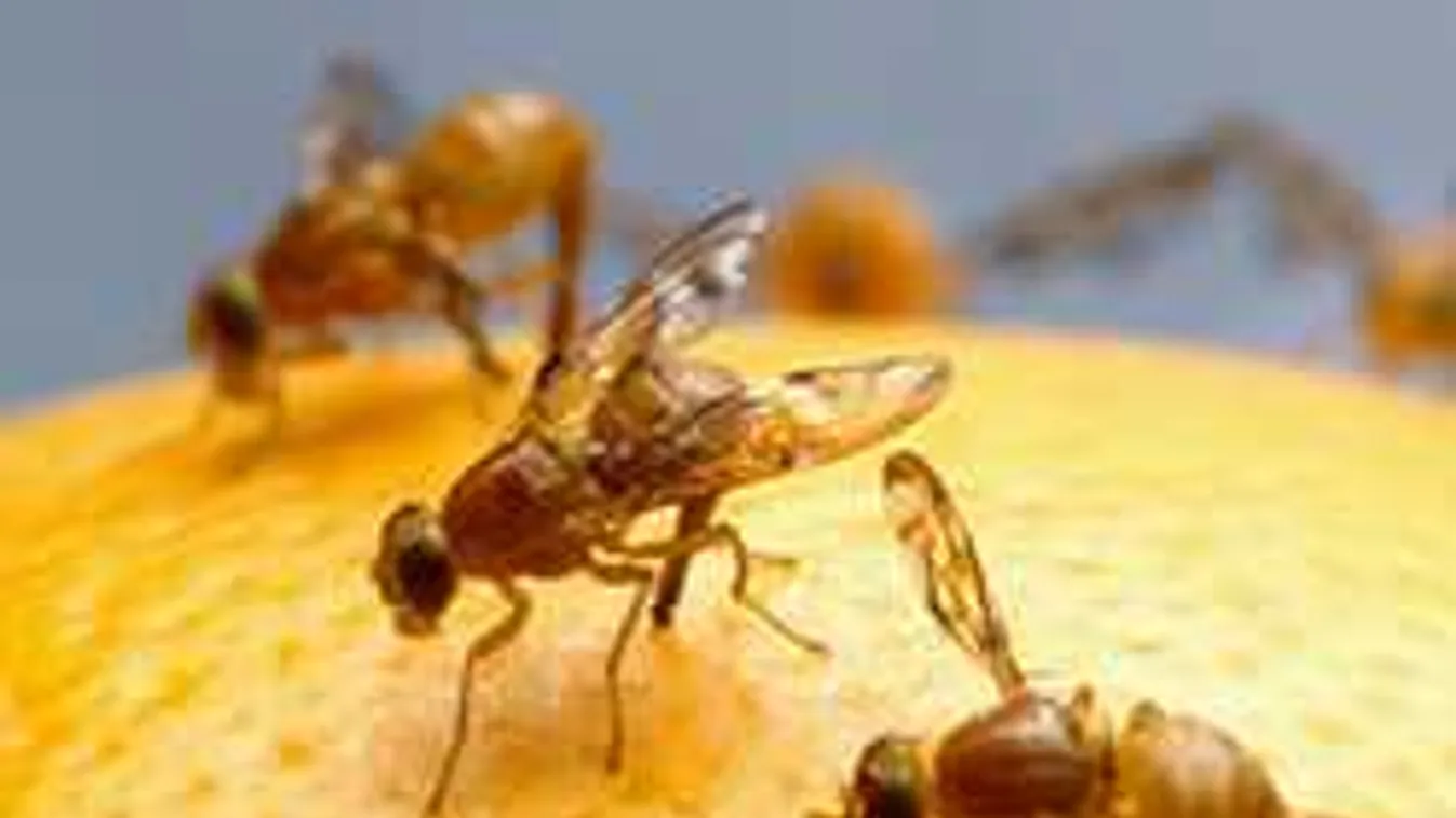 Rovarinvázió, rohamtempóban terjednek ezek a kártevők