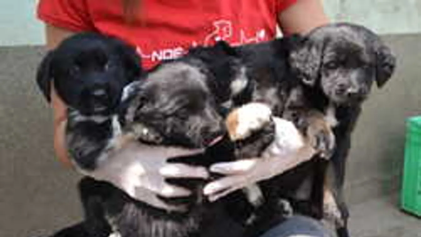 Nagy baj van az állatmenhelyekkel