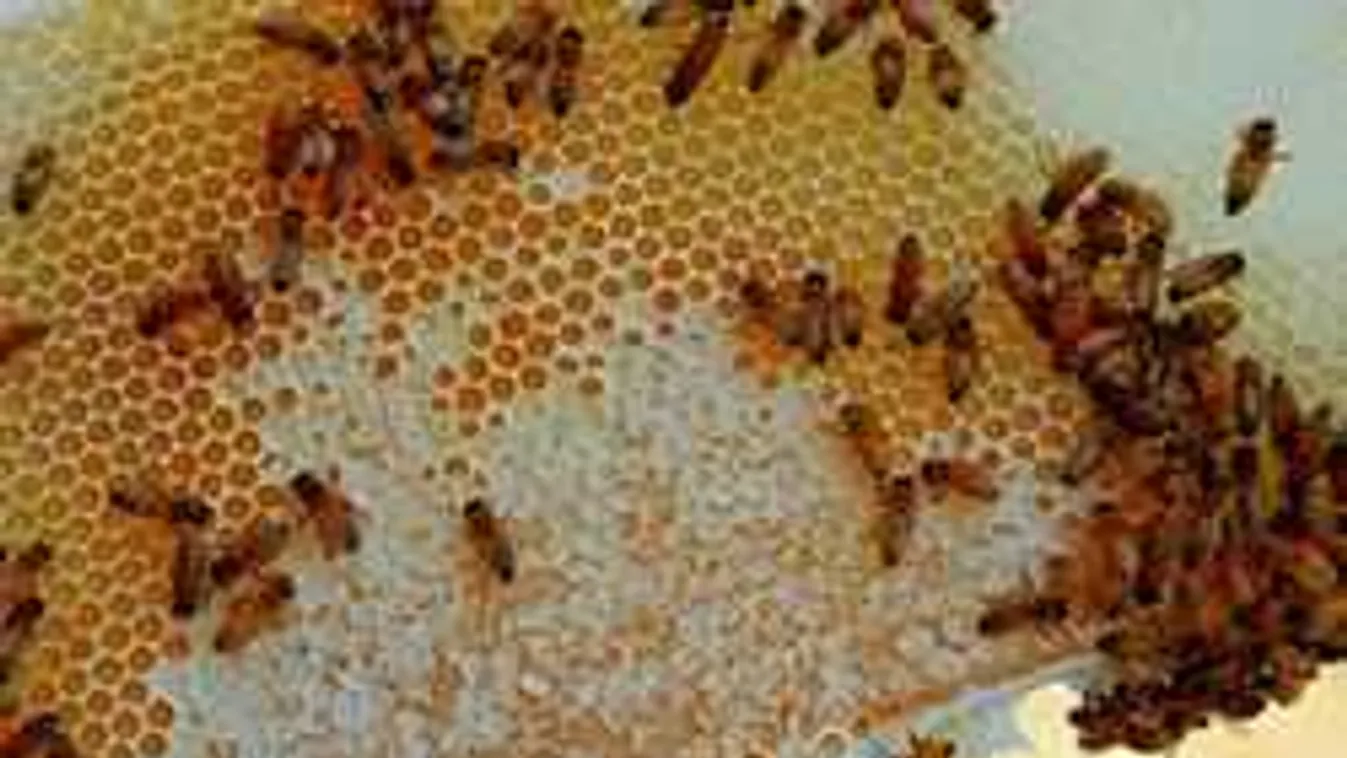 Hihetetlen, mivel drogoznak a méhek