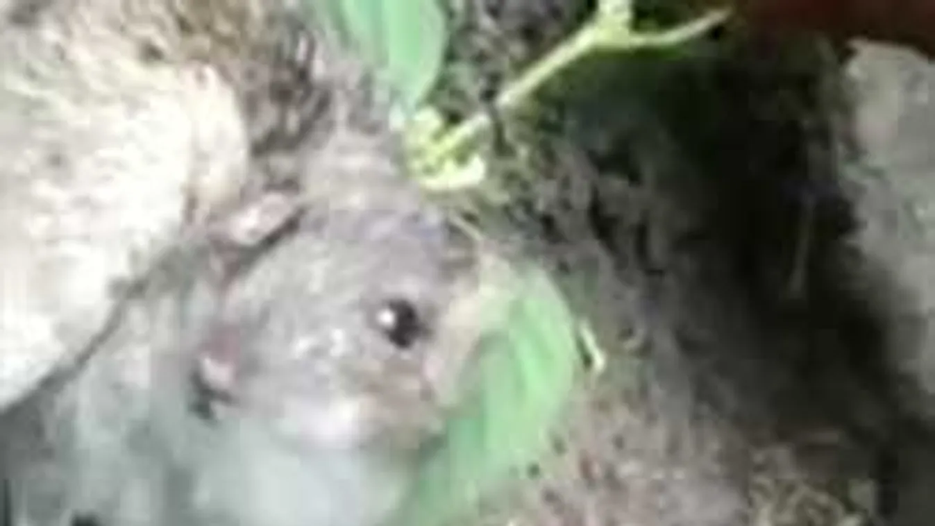 Sokkot kaptak a falusiak, amikor meglátták ezt a patkányt - Videó