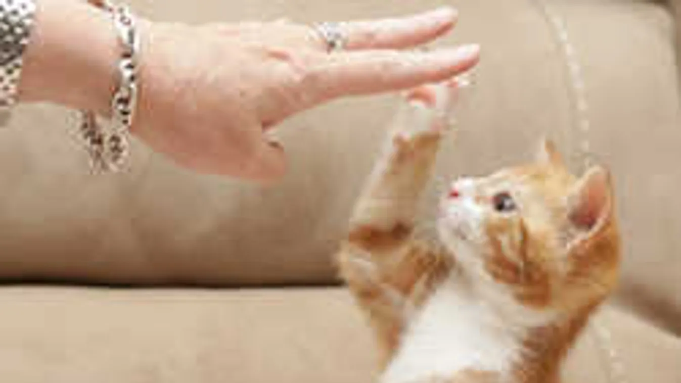 Ez mindent visz: Így néz ki a hatlábú mutáns kiscica - fotók