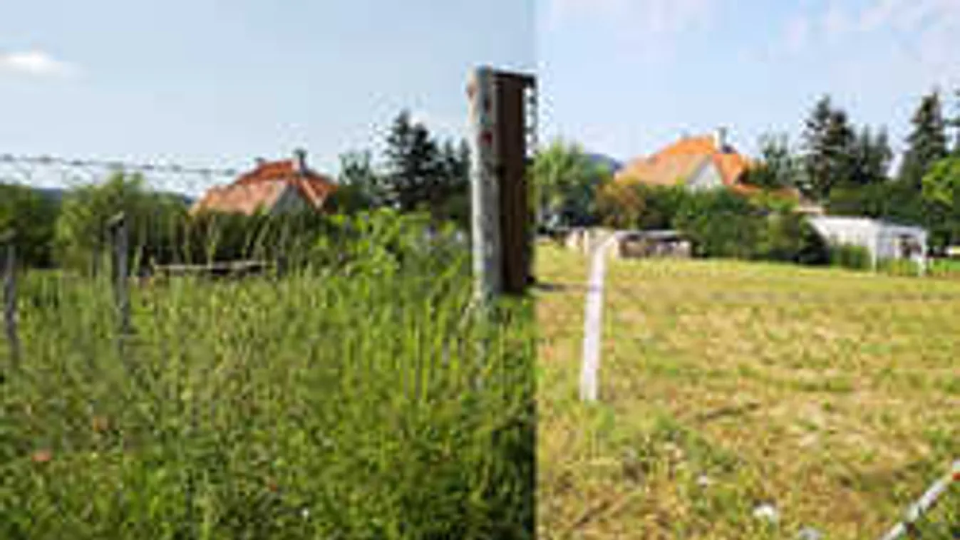 A Ripost harcot hirdet a parlagfű ellen! Újabb siker Pest megyében