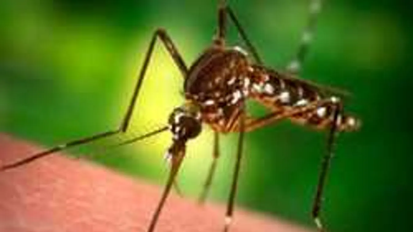 Újra itt a nyugat-nílusi láz, de nem kell megijedni