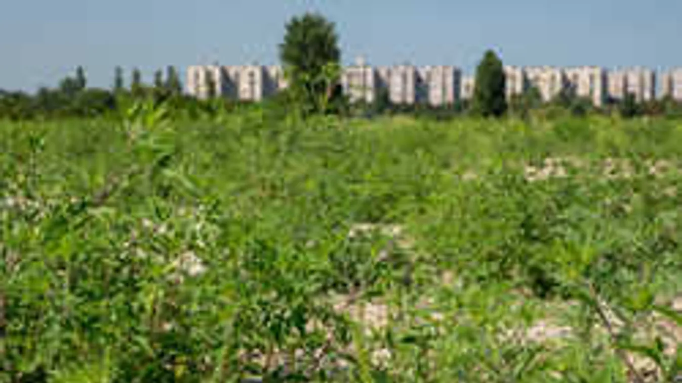 Óriási parlagfűmező Budapesten! 6000 négyzetméteren ontja a pollent