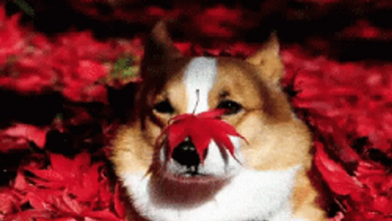 Már közel a vége, mutatjuk, mikor köszönt be az igazi ősz