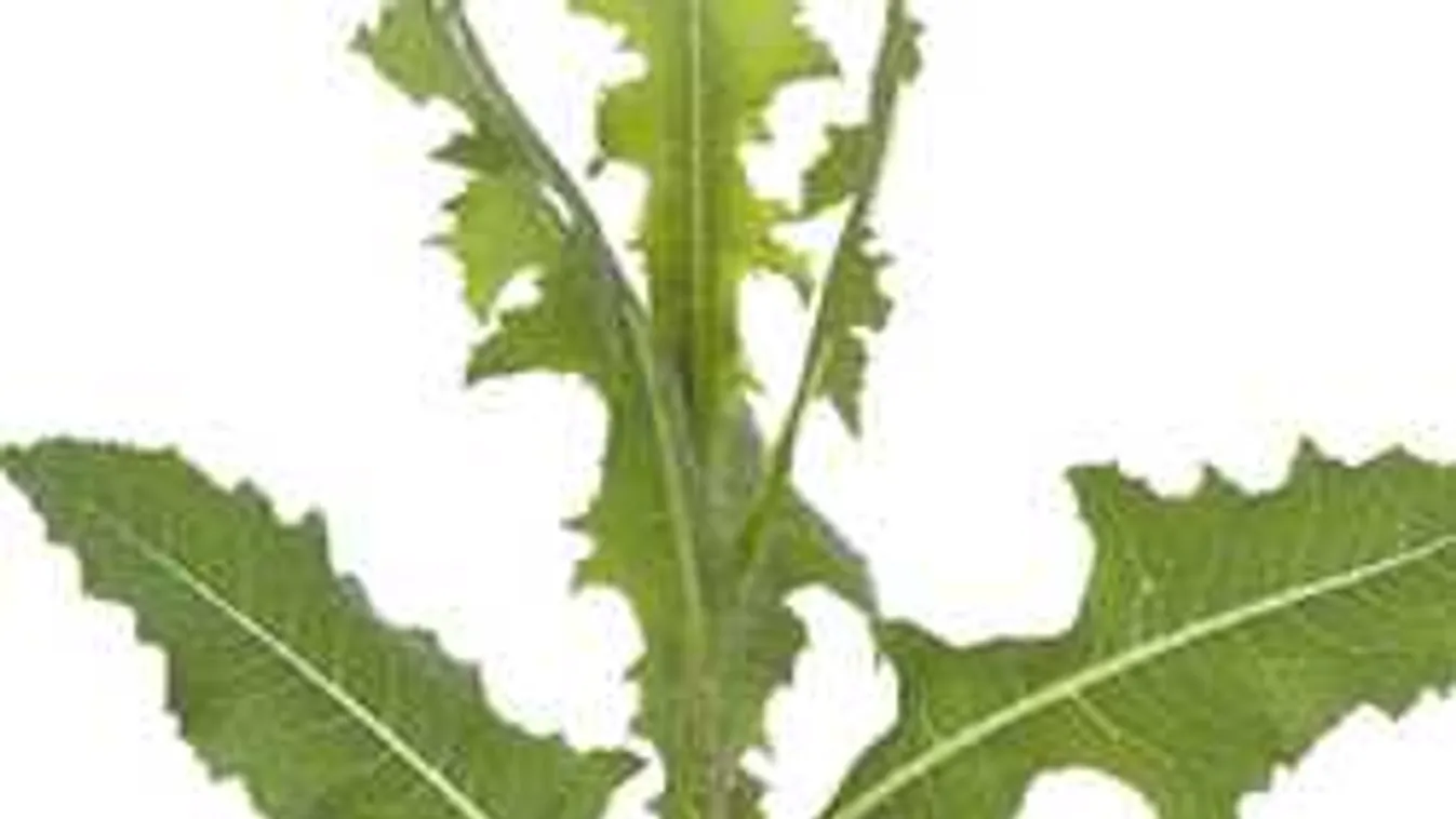 Ez az útszéli gaz a legjobb fájdalomcsillapító